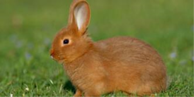 兔的寿命