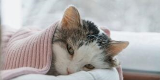 芍药对猫有毒吗