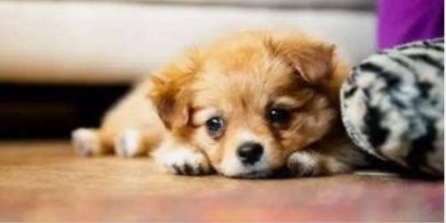 狗狗细小会传染给人吗