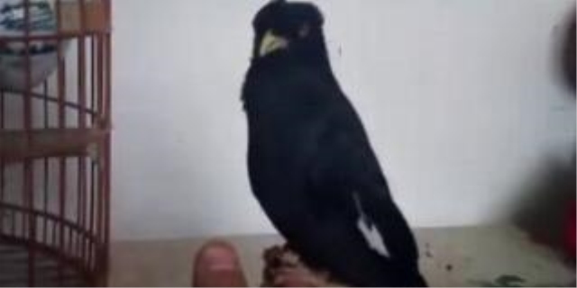 八哥多大开始教说话