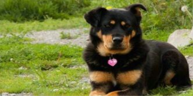 狗狗流黄鼻涕能自愈吗