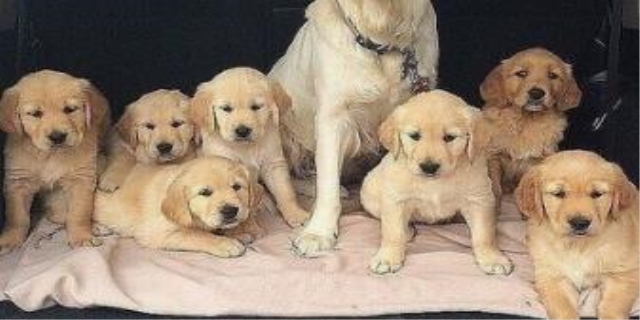 狗狗一年可以生几窝小狗