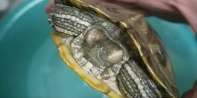 乌龟白眼病快好的征兆