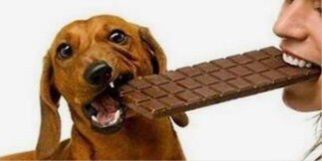 狗吃巧克力会怎么样