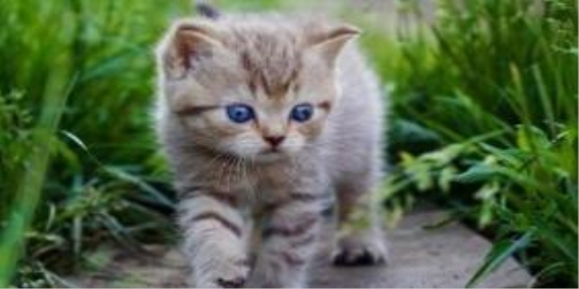 猫死在家里会有什么不好的吗