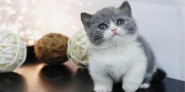 蜜袋鼯为什么容易暴毙