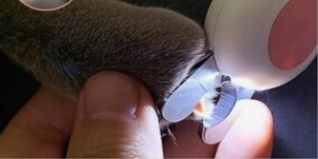 狗指甲剪出血了怎么办