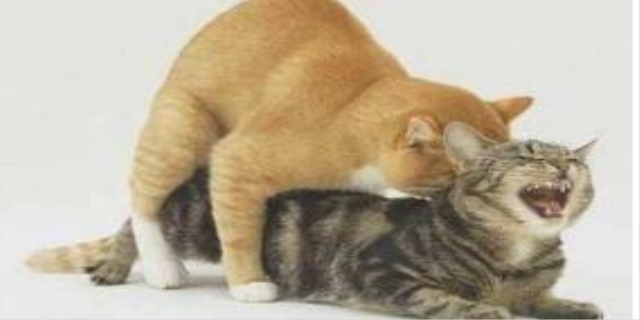 猫咪怎么交配