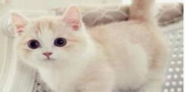 猫咪生完小猫后还流血