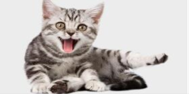 猫咪拉完屎肛门有血粘液