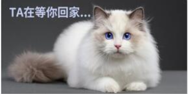 折耳蓝猫价格大概多少钱一只