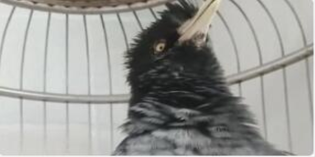 八哥多大开始教说话