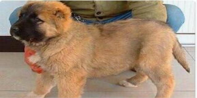 肉食狗什么品种最好