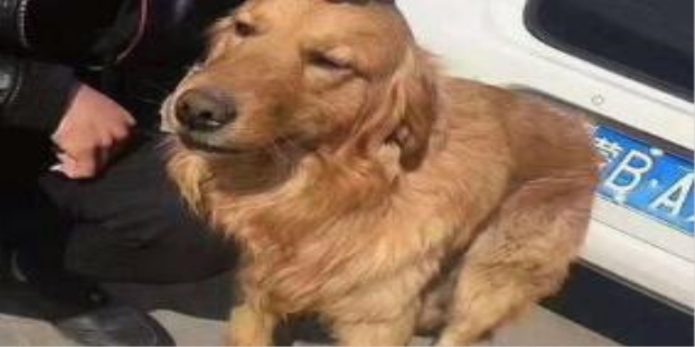 狗狗被车撞了内伤的表现