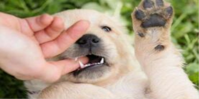 狗狗磨牙期是在几个月