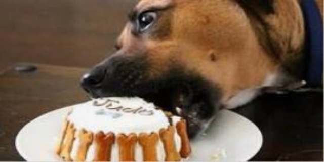 狗吃巧克力会怎么样