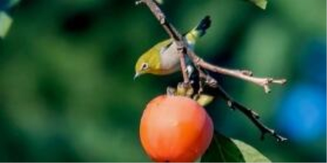 绣眼鸟的养殖方法和注意事项