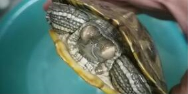 乌龟白眼病快好的征兆