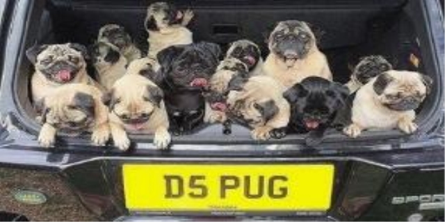 狗狗一年可以生几窝小狗