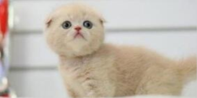 母猫把2个月的小猫全吃了
