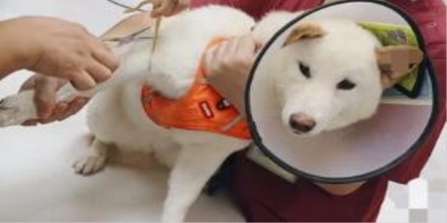 狗狗发烧可以吃布洛芬退烧吗