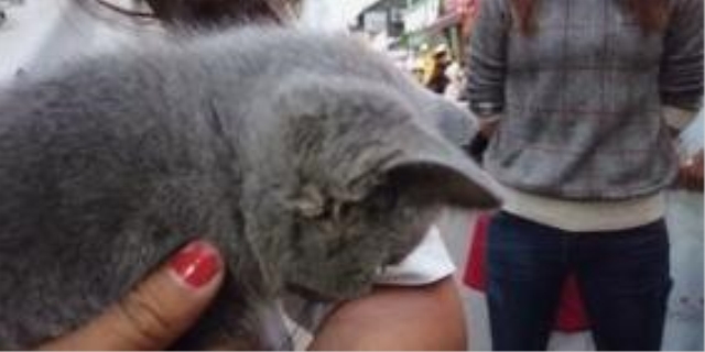 猫被摔了之后变蔫了