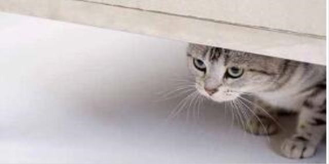 猫咪尿不出来有什么办法