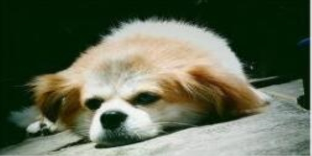 猫罐头狗能吃吗