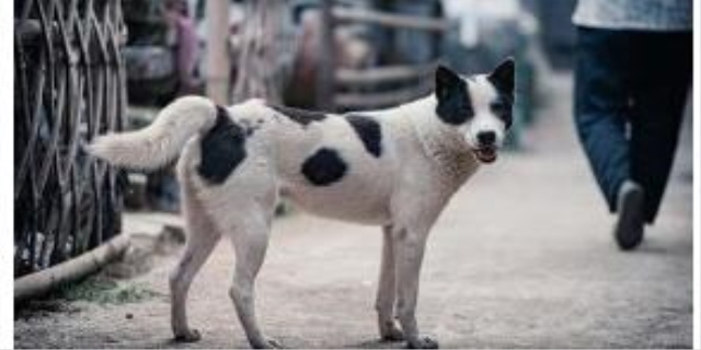 土狗能活多少年