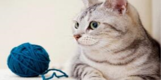 猫咪子宫蓄脓怎么治疗
