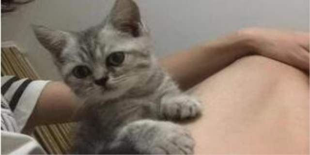六个月是成猫还是幼猫