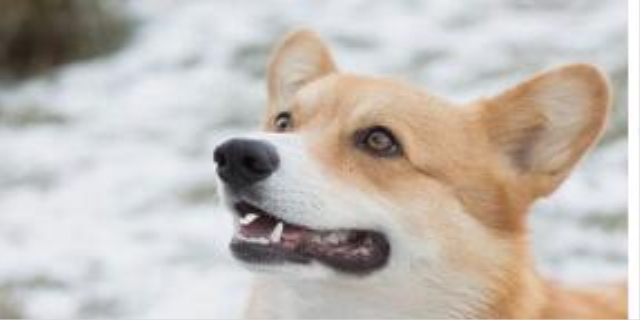 狗狗腿肿怎么消肿最快