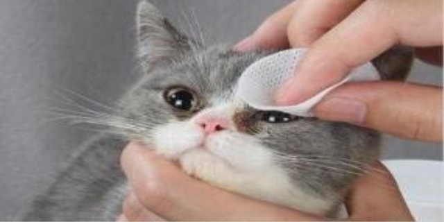 猫鼻支是什么原因造成的