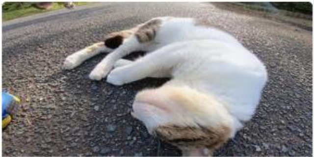 猫瘟流口水没救了