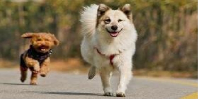 狗狗为什么在挨打时对主人凶
