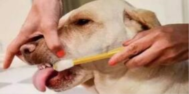 狗狗内脏受损能自己恢复吗