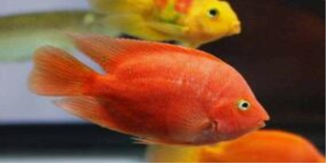 家里养鹦鹉对风水好吗