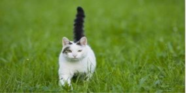  猫耳朵里面有耳螨怎么办