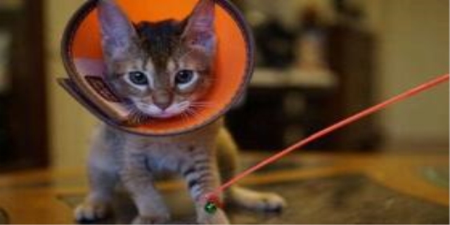 猫为什么会得猫癣呢