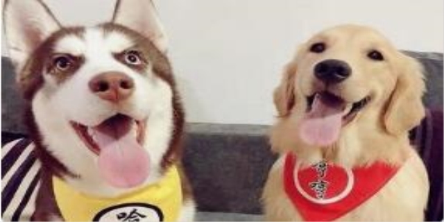 养两只狗不吉利是因为什么