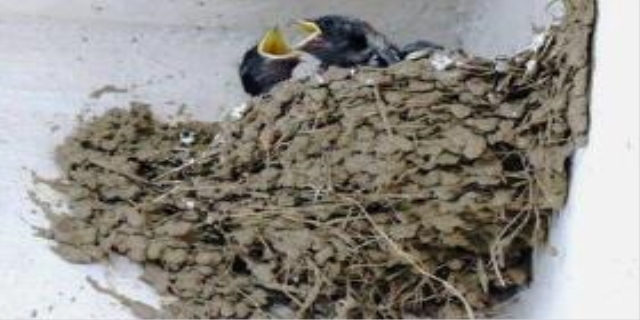 燕子死后家里会不好吗