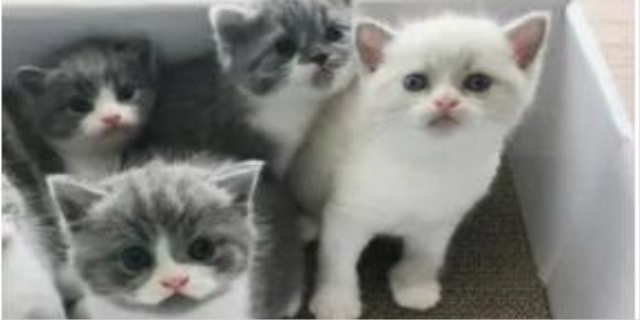 小猫一个月可以离开母猫吗