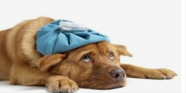 狗狗胰腺炎的4大症状