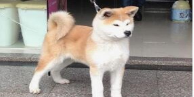 柴犬被主人打后会记仇吗