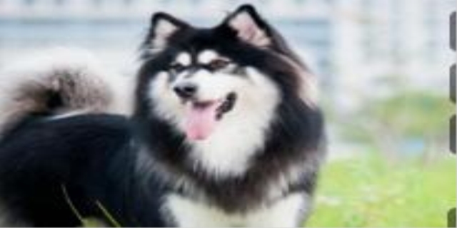 狗狗晚上不睡觉走来走去哼哼唧唧