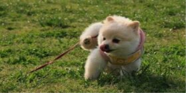 狗狗吃猪肝一次喂多少