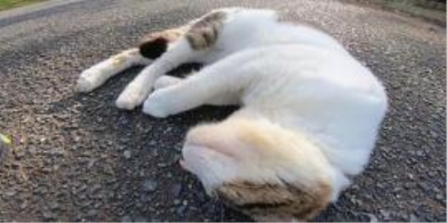 猫咪肚子大鼓鼓但是吃喝正常