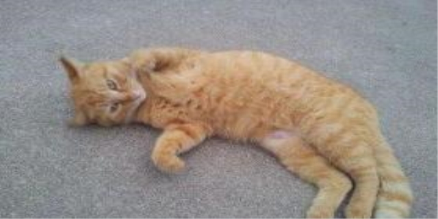 猫突然变蔫是什么毛病