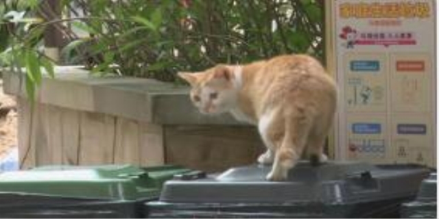 驱赶野猫拉屎拉尿最有效方法