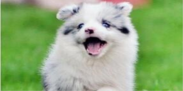 三色边牧是纯种么
